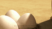 OscarOasis surprise chicken sorry egg GIF