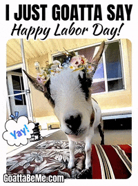 Pet Happy Labor Day GIF by Goatta Be Me Goats! Adventures of Java, Toffee, Pumpkin and Cookie!!
