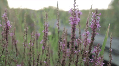 prawn rooftops GIF by Topshelf Records