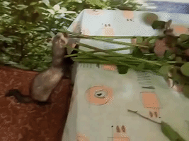 Crafty Ferret Tries to Steal Flowers