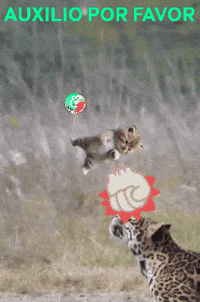 Leon Saludos GIF by Murcianys LLC