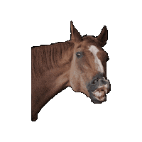 GutAiderbichl pferd tiere pferdeliebe tierliebe Sticker
