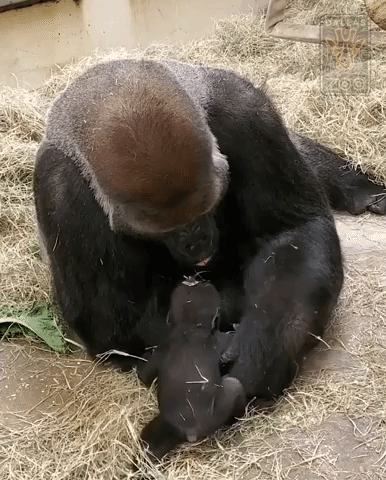 Dallas Zoo Pays Tribute to Endangered Silverback Gorilla on Father's Day