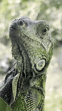 Poza Rica Veracruz GIF by EDGARDUDE