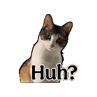 Cat Nu Sticker