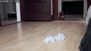 dogs puppies GIF by Cheezburger