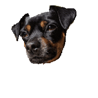 adopt don't shop black and tan Sticker by partyonmarz