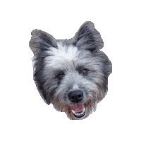 Dog Hund Sticker by Luisas-Tierwelt