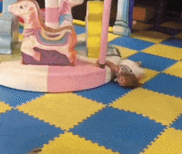 Koreantagtired GIF