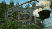 chicken stealing GIF by Zackary Rabbit
