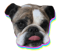 Ocean Park Standoff Dog Sticker by Hollywood Records
