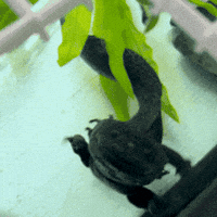 Axolotl GIF by Valley Zoo Development Society