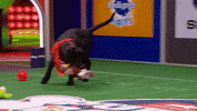 Animal Planet GIF by Puppy Bowl