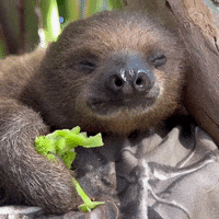 Happy Baby GIF by San Diego Zoo Wildlife Alliance