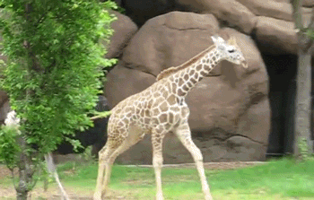 giraffes GIF