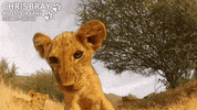 knock GIF