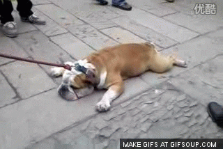 bulldog GIF