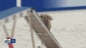 Espn Running GIF by American Kennel Club