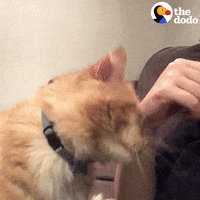 Cat GIF by The Dodo