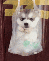 cuteanimalland giphyupload GIF
