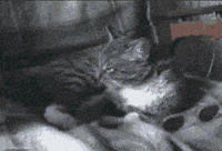 sunglasses deal with it GIF