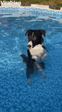 Collie Cools Off in Pool