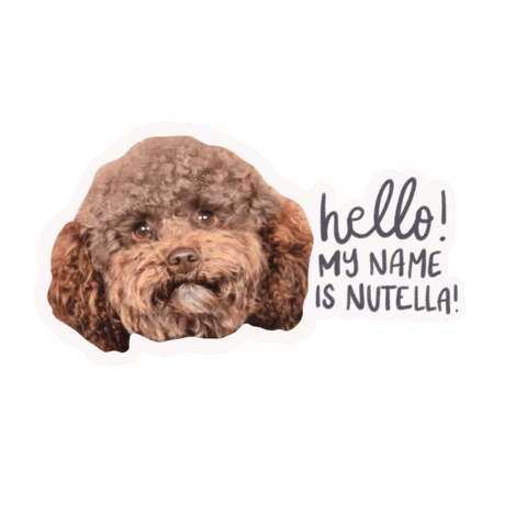 Poodle Nutella Sticker
