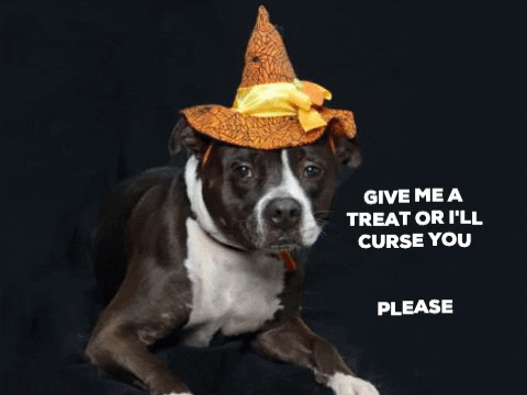 Dog Halloween GIF by Nebraska Humane Society