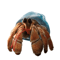 Surprised Hermit Crab Sticker by JoinZuzu
