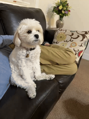 cubey9000 giphycreatortest GIF