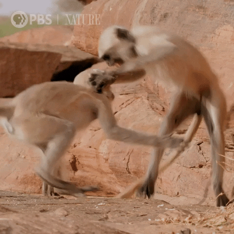 Pbs Nature Monkey GIF by Nature on PBS - Find & Share on GIPHY