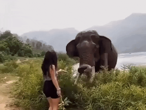 cuteanimalland giphyupload GIF