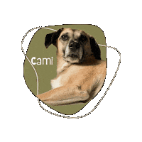 Boop The Snoot Sticker by Asilo per cani Dog'sMind