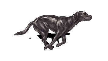 GranataPetOfficial dog running run hund Sticker