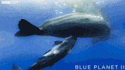 blue planet baby GIF by BBC Earth