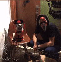 Halloween Pugs GIF