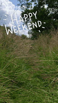 Weekend Pug GIF