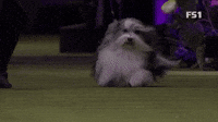 Bono the Havanese