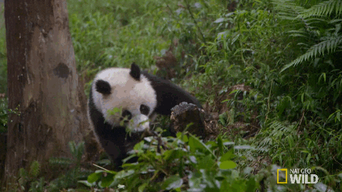 National Geographic Falling GIF by Nat Geo Wild