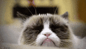 grumpy GIF