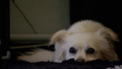 tlc_nl funny fun laugh tlc GIF