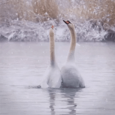 cuteanimalland giphyupload GIF