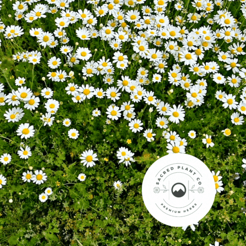 SacredPlantCo  GIF