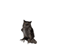 Owl Sticker by Landesmuseum Zürich