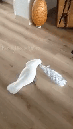 Cockatoo Goes Crazy For Pine Nuts in Plastic Bottle