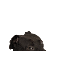 Dog Ogden Sticker by giphyselfportraits