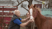 the incredible dr pol season 12 episode 8 GIF by Nat Geo Wild 