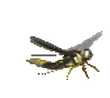 animations bug STICKER