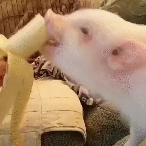 banana piglet GIF