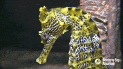 looking around GIF by Monterey Bay Aquarium